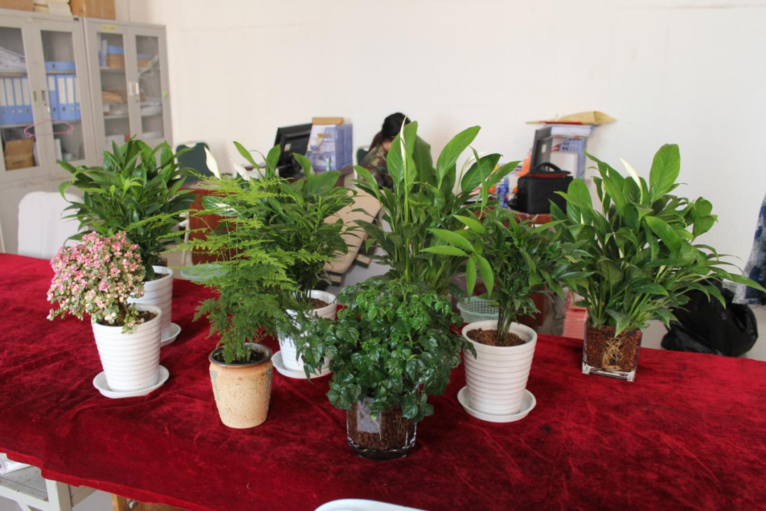 beat365官网|管理学院|手植绿茵 播洒希望