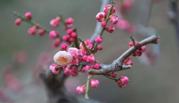 传统节日|beat365官网|管理学院|二十四节气之小寒